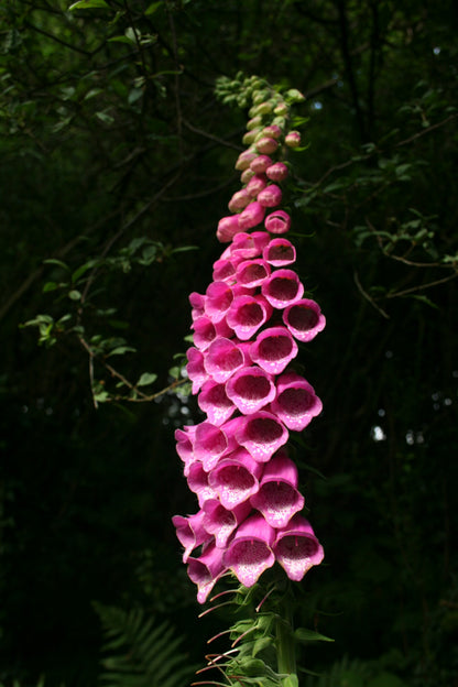 Foxglove