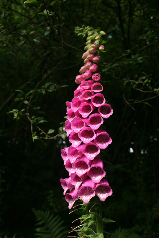 Foxglove