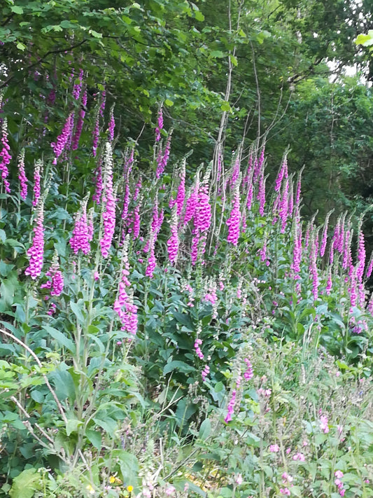 Foxglove
