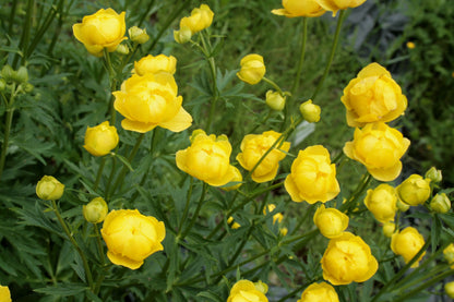 Globe Flower