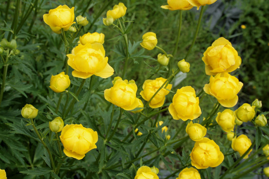 Globe Flower