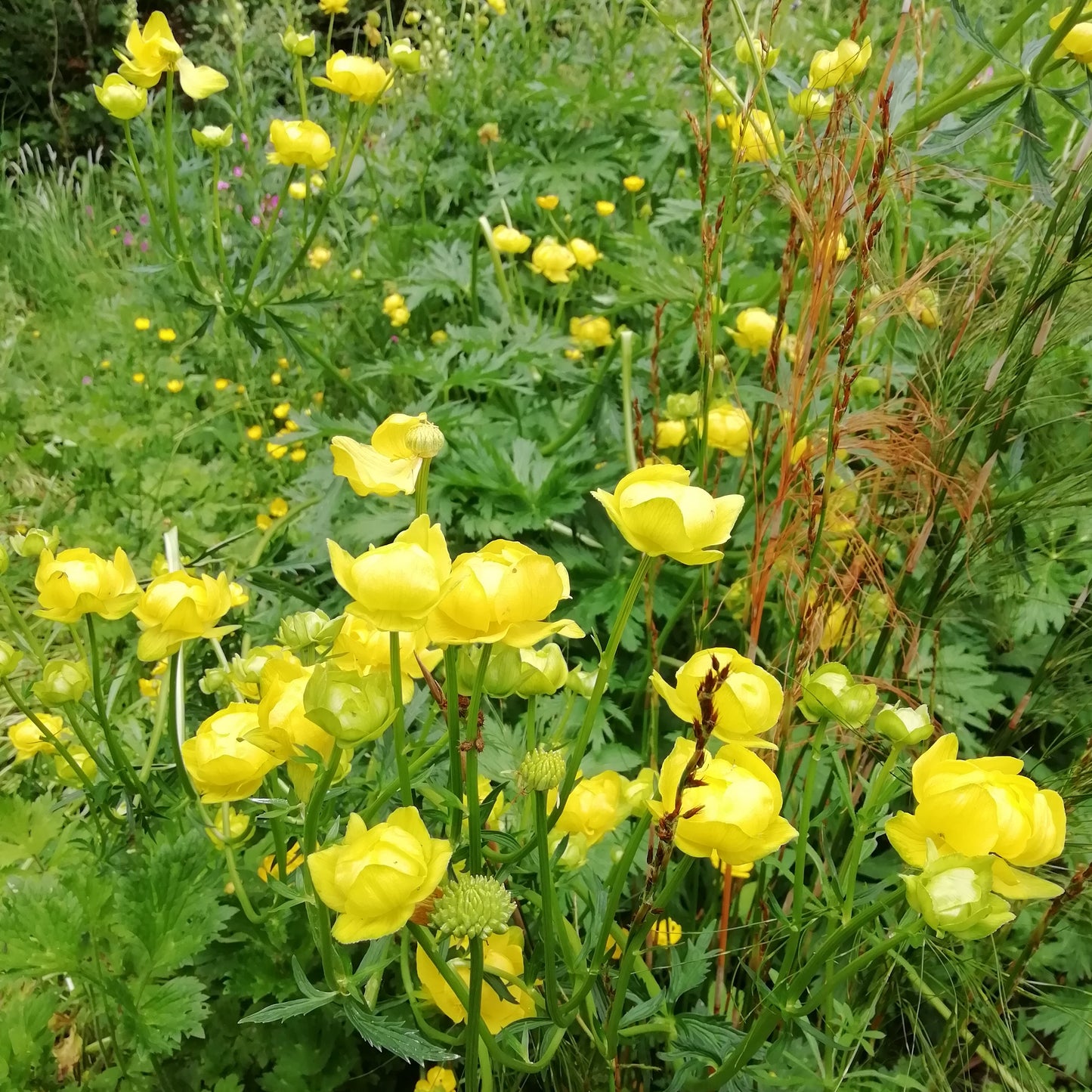 Globe Flower