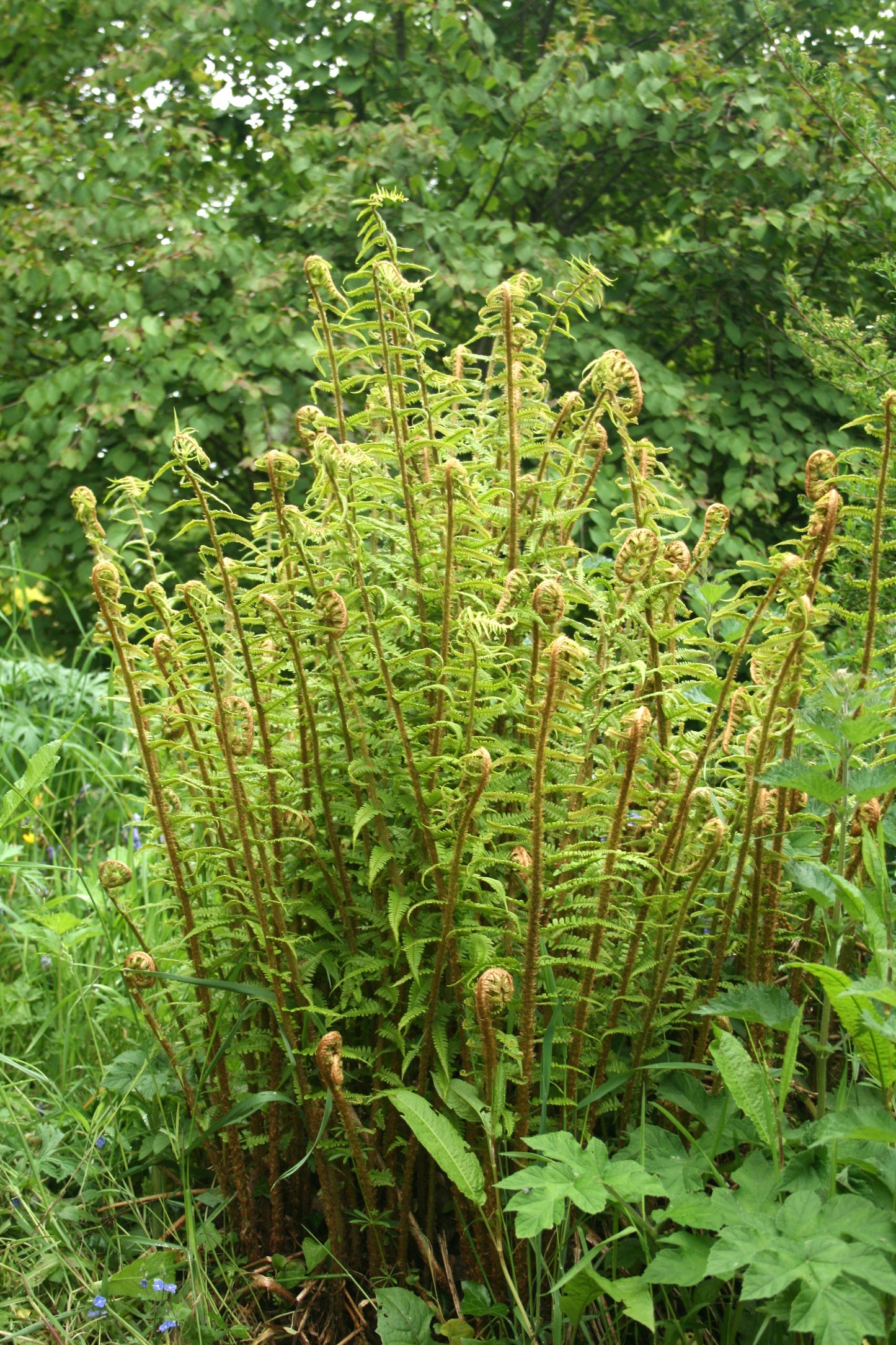 Golden Scaled Male Fern