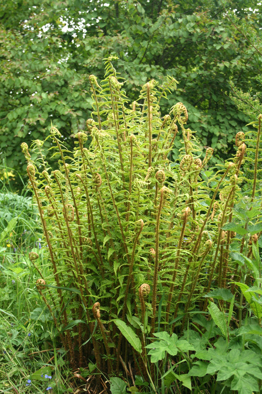 Golden Scaled Male Fern