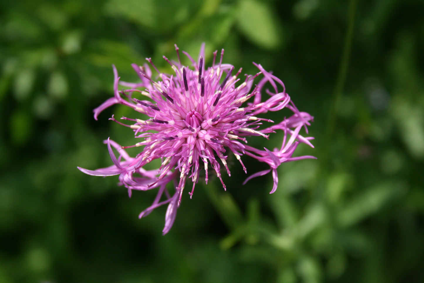 Common Knapweed