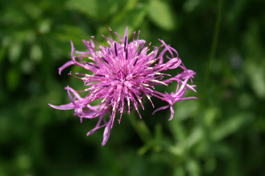 Common Knapweed