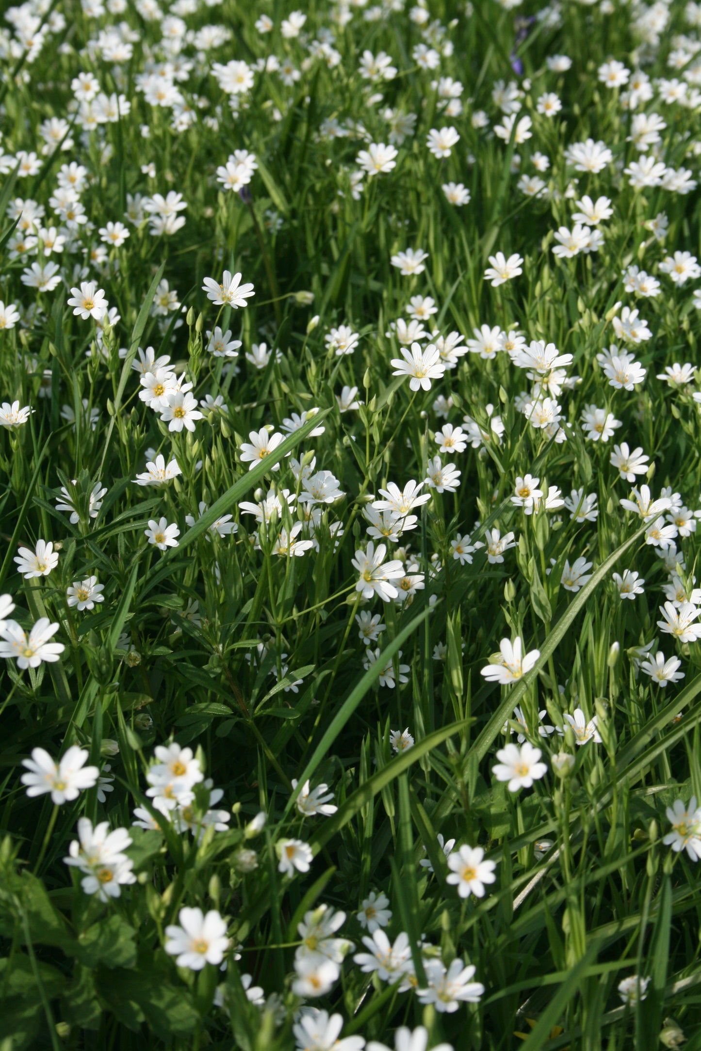 Greater Stitchwort