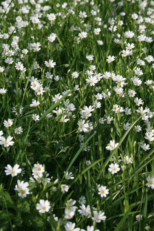 Greater Stitchwort