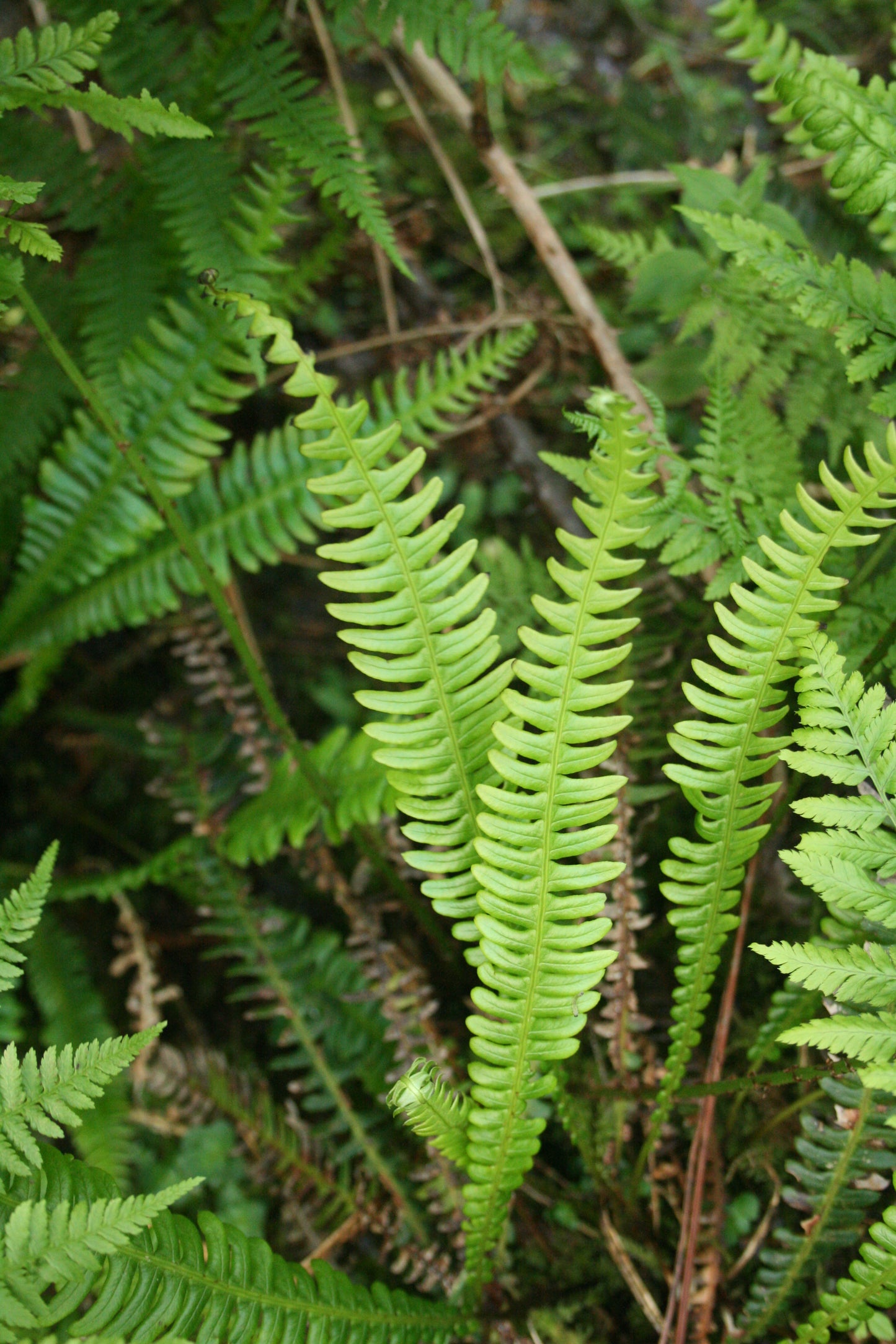 Hard Fern