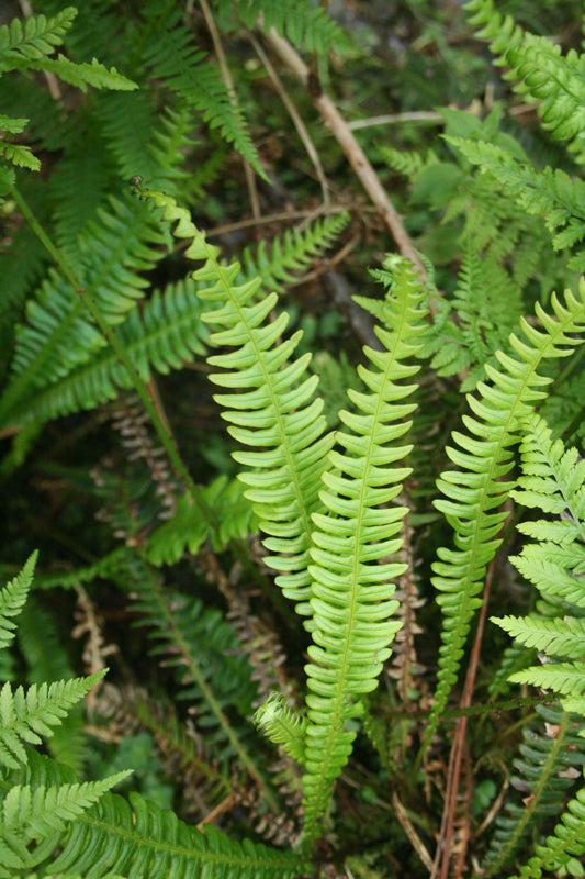 Hard Fern