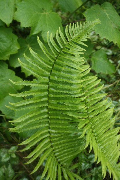 Hard Fern