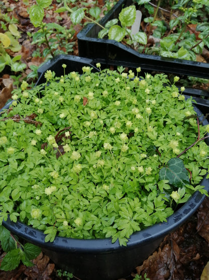 Moschatel