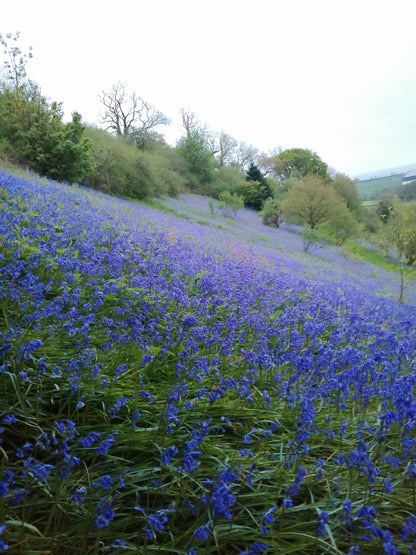 Bluebell Seed