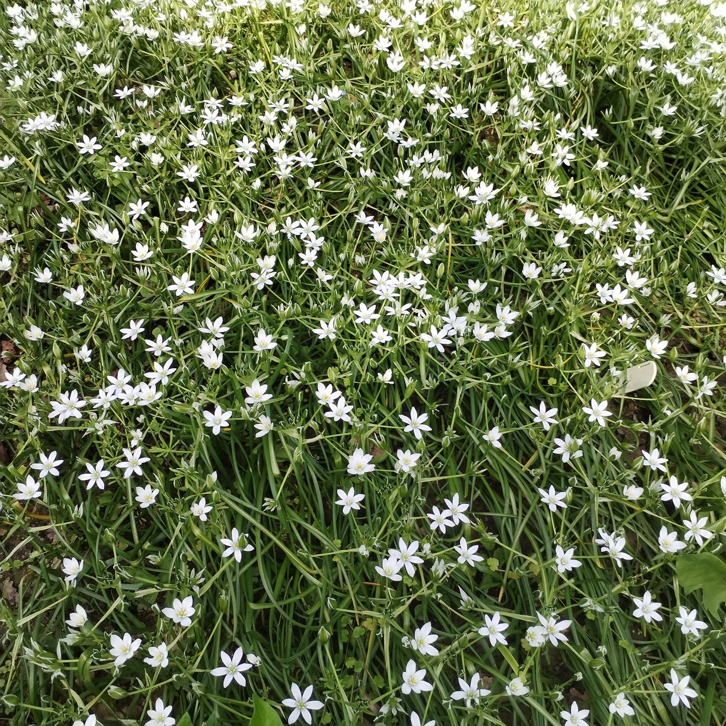 Star of Bethlehem