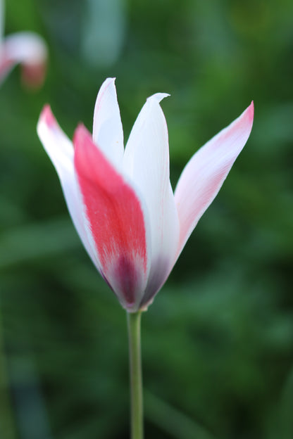 Tulipa 'Lady Jane'