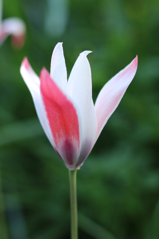 Tulipa 'Lady Jane'