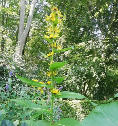 Elecampane