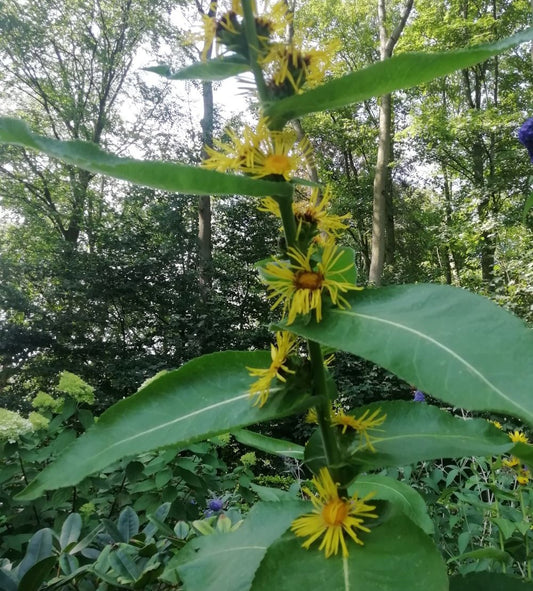 Elecampane