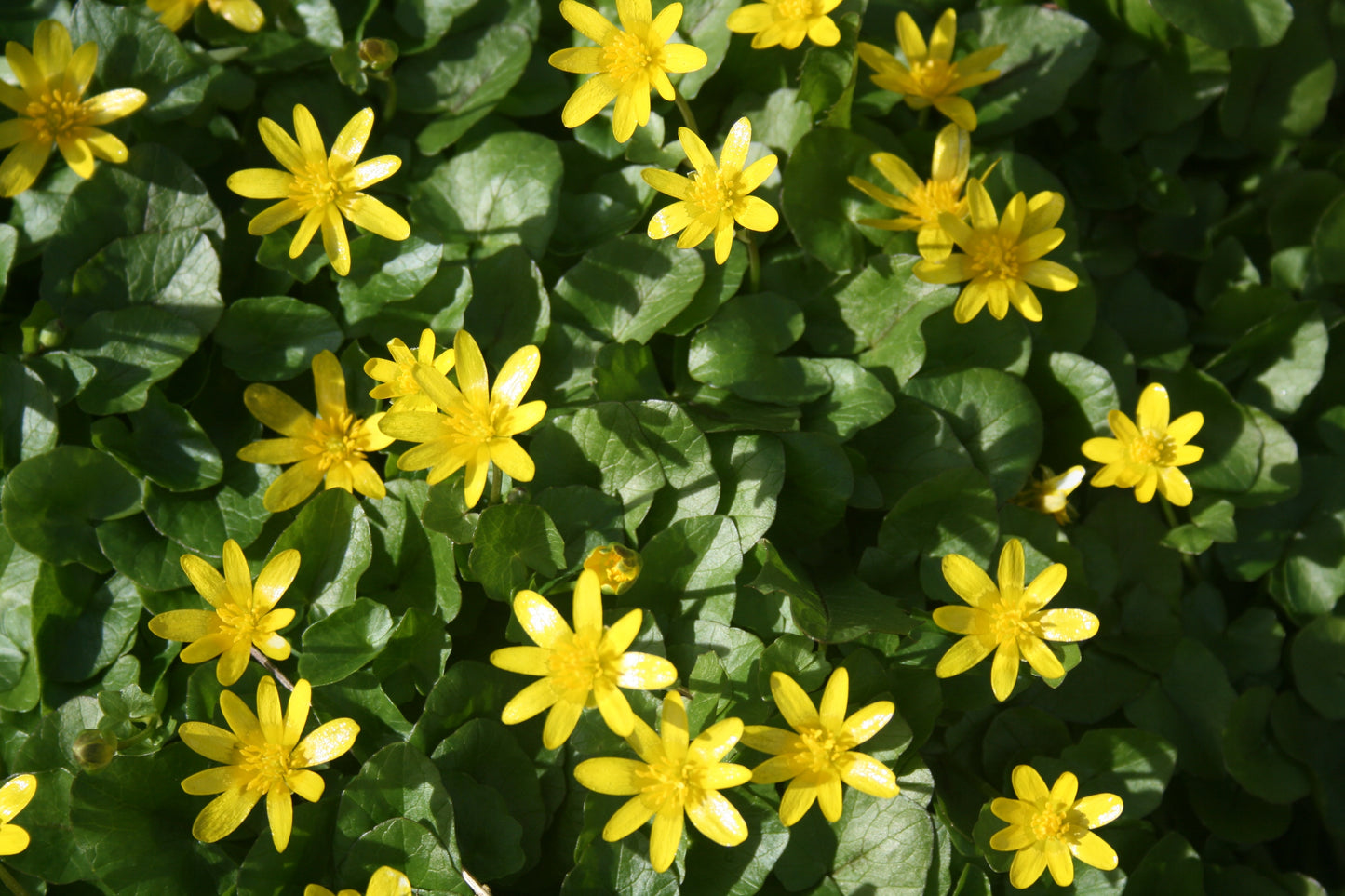 Lesser Celandine
