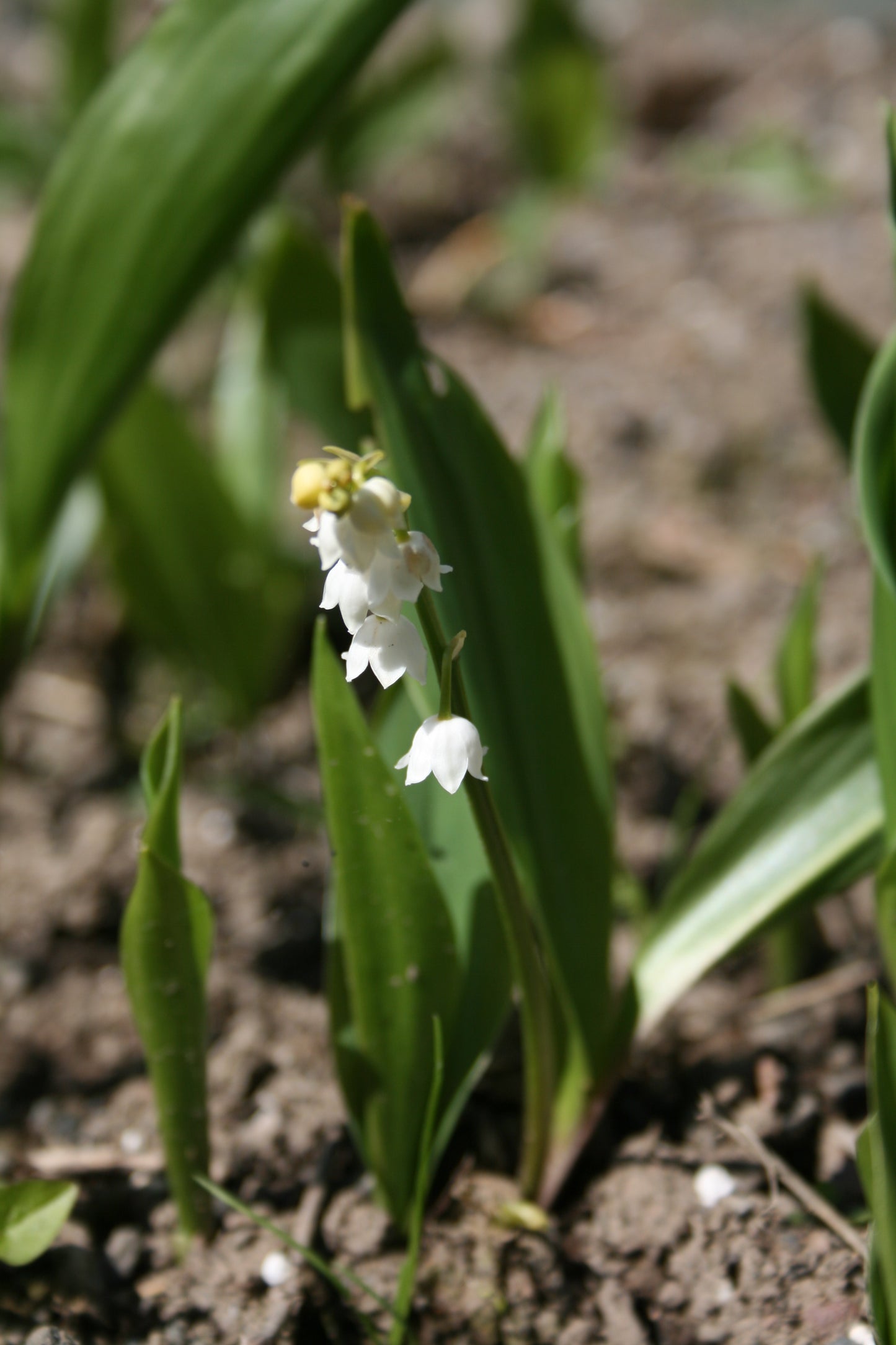 Lily of the Valley (White)