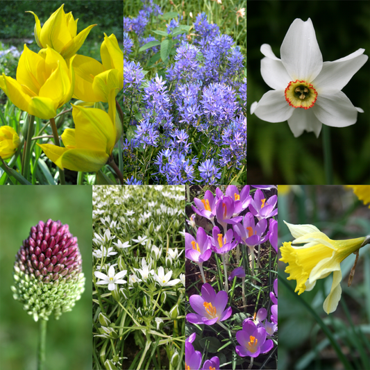 Long Flowering Bulb Collection
