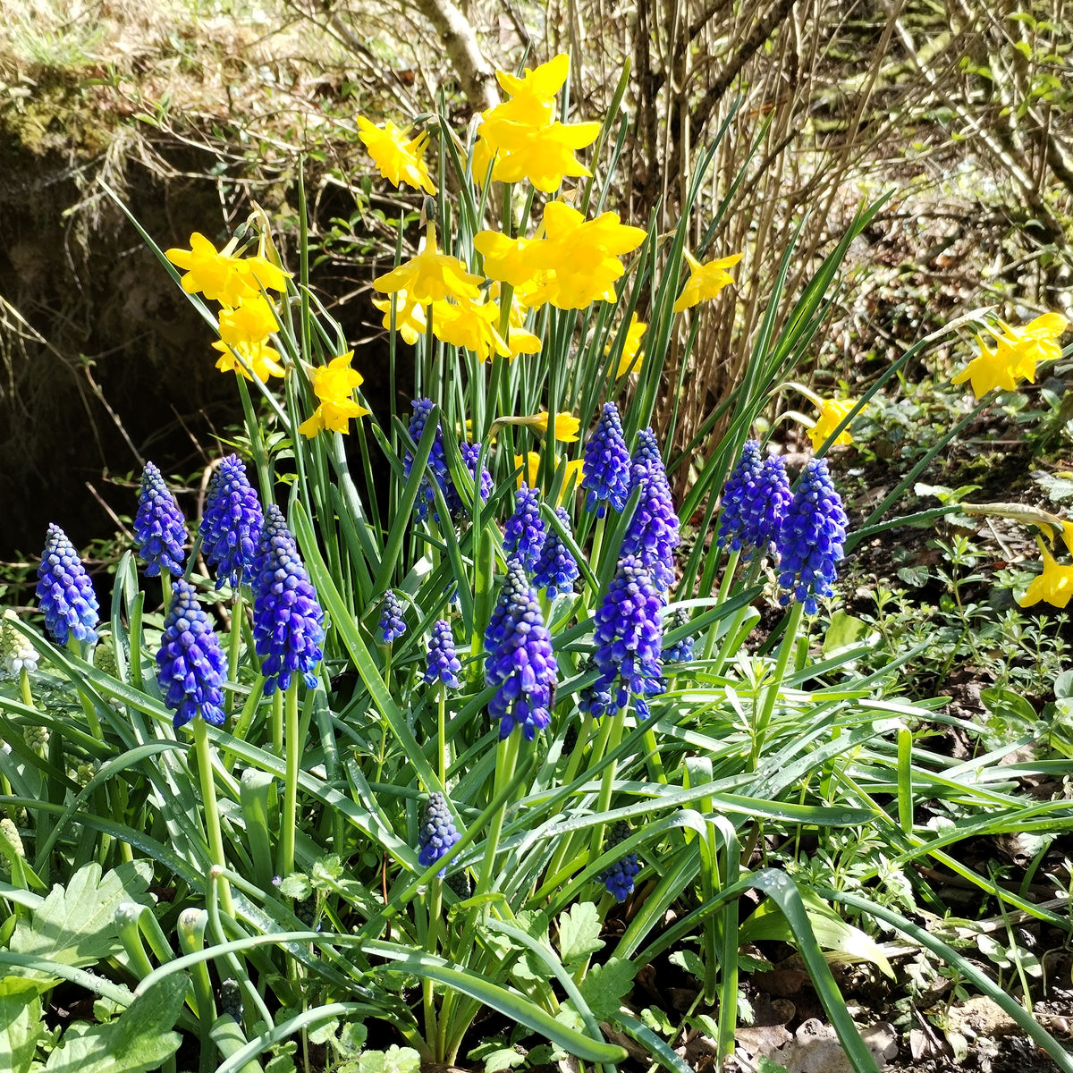 Muscari armeniacum