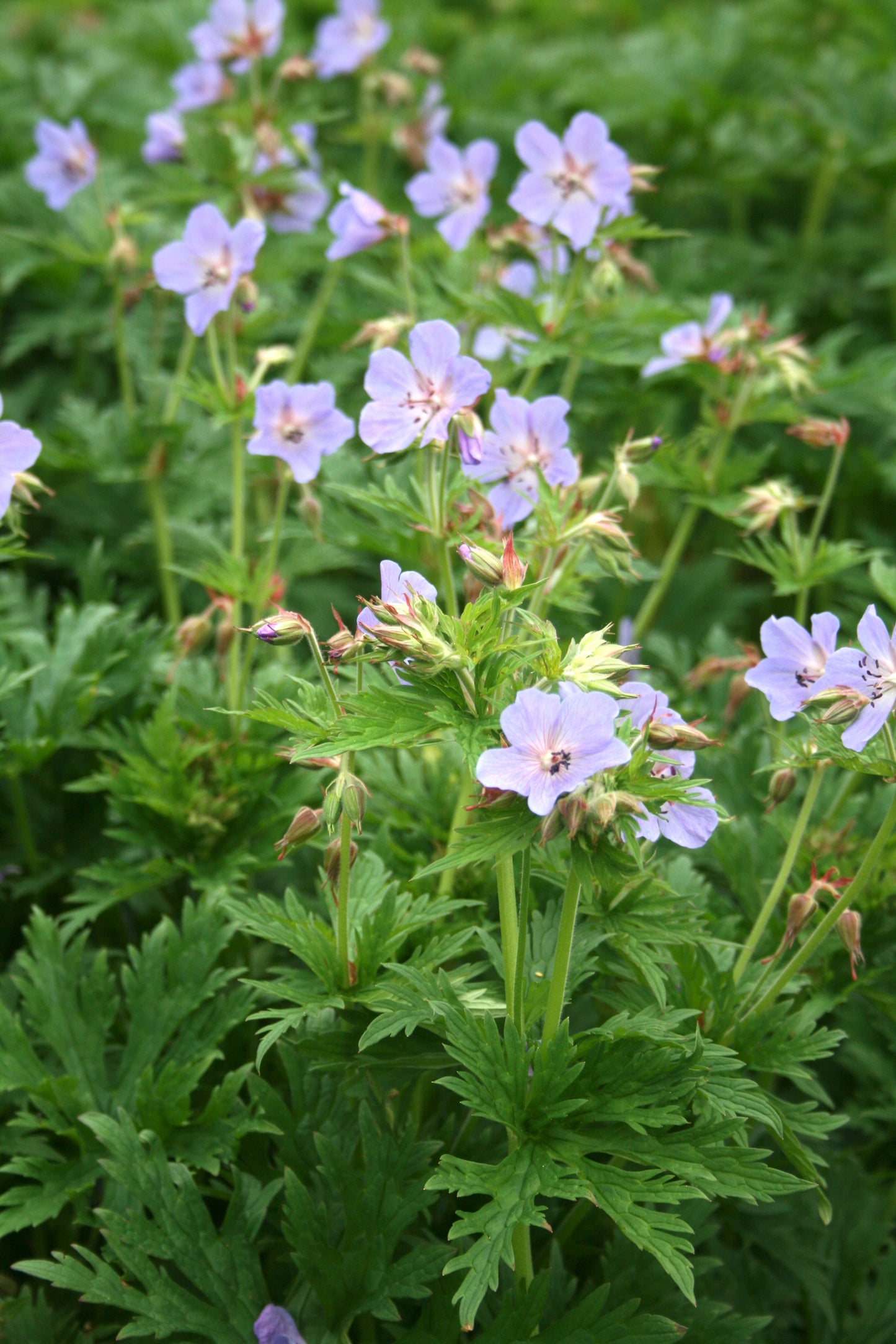 Meadow Cranesbill