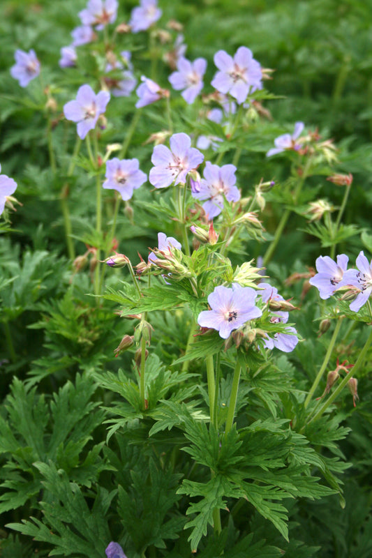 Meadow Cranesbill