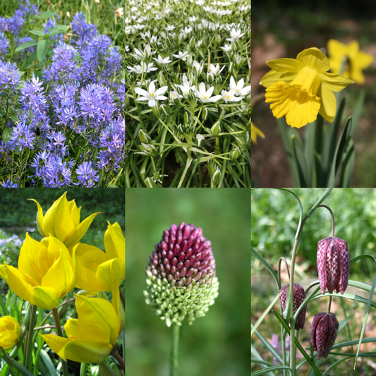 Meadow Naturalising Collection