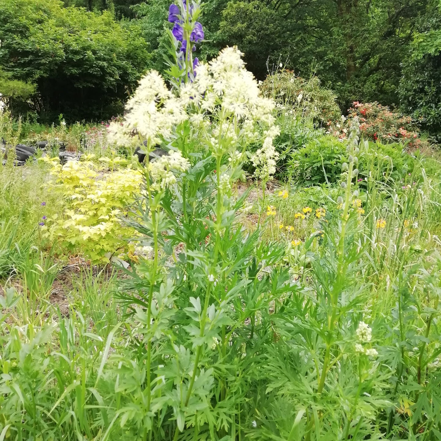 Meadow Rue