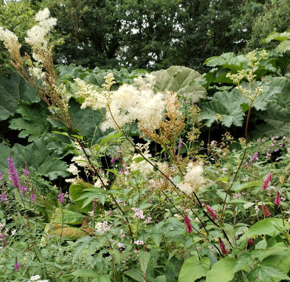 Meadowsweet
