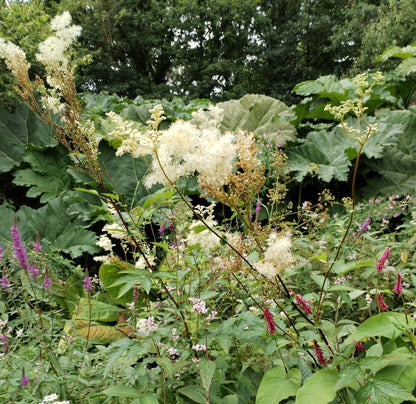 Meadowsweet