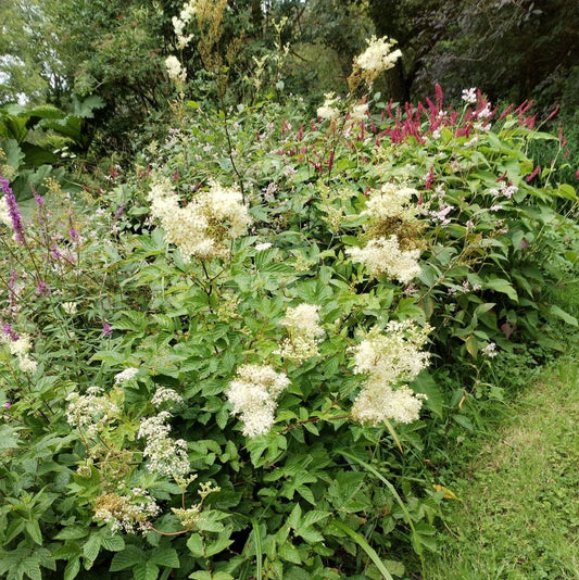 Meadowsweet