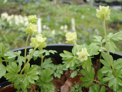 Moschatel