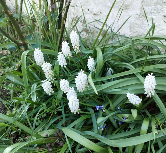 Muscari armenaicum 'White Pearl'