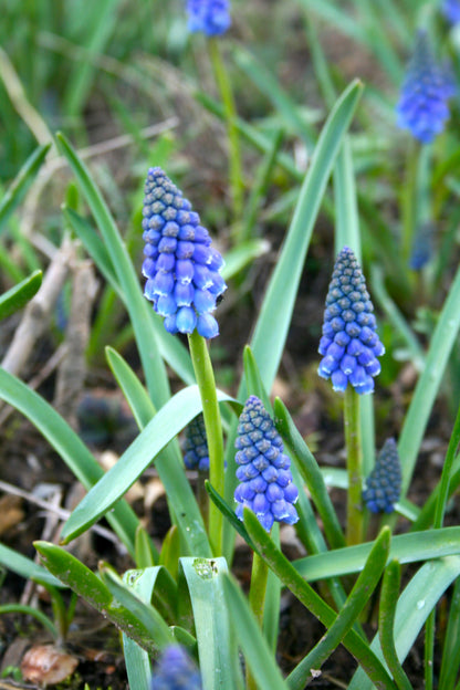 Muscari armeniacum