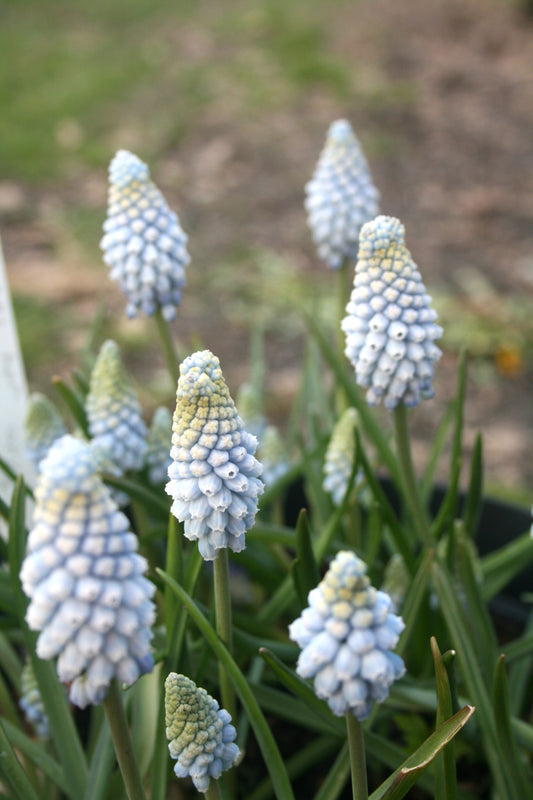 Muscari armeniacum 'Valerie Finnis'
