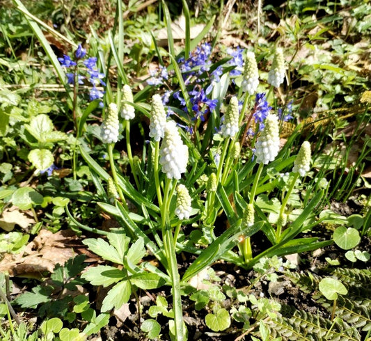 Muscari armenaicum 'White Pearl'