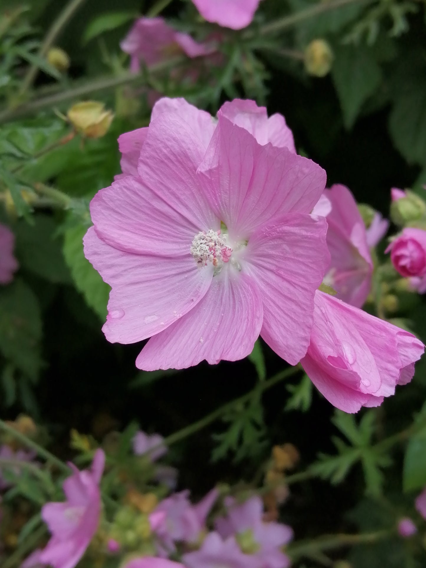 Musk Mallow (Pink)
