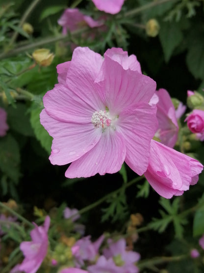 Musk Mallow (Pink)