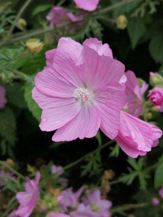 Musk Mallow (Pink)