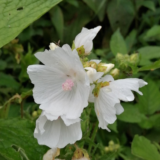 Musk Mallow (White)