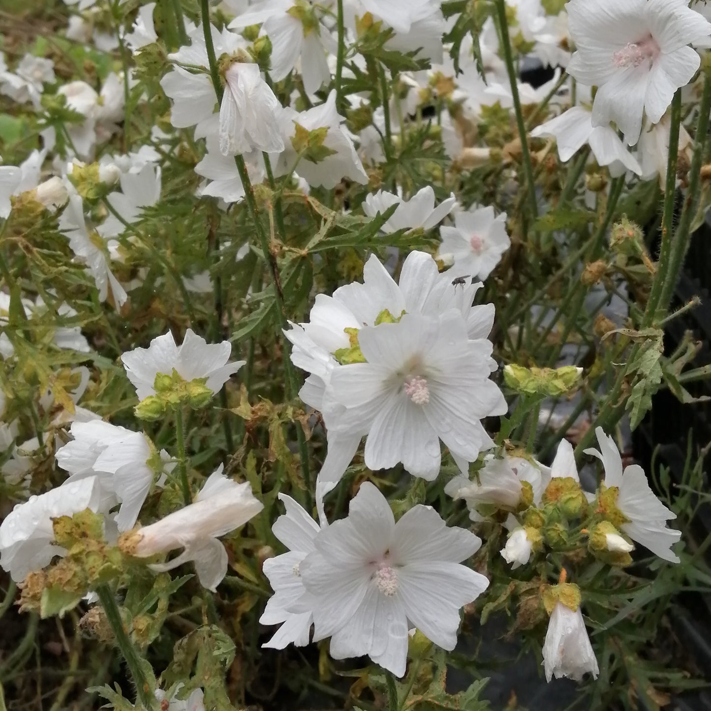 Musk Mallow (White)