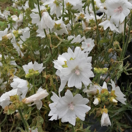 Musk Mallow (White)