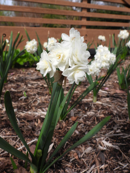 Narcissus 'Erlicheer'