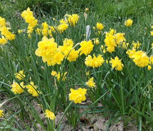 Narcissus 'Pencrebar'