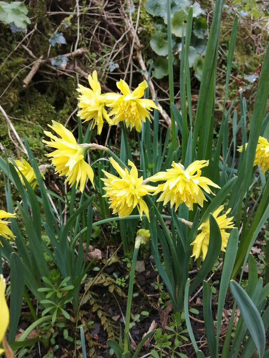 Narcissus 'Rip Van Winkle'