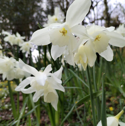 Narcissus 'Thalia'