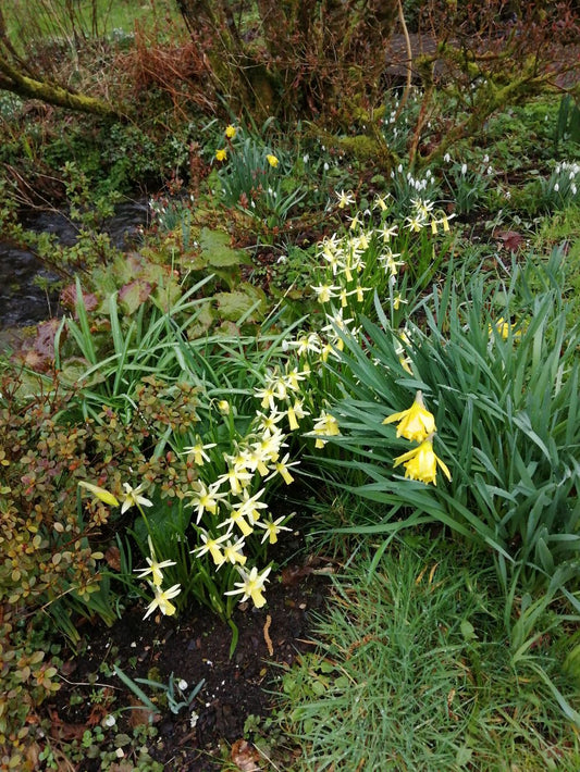 Narcissus 'Snipe'