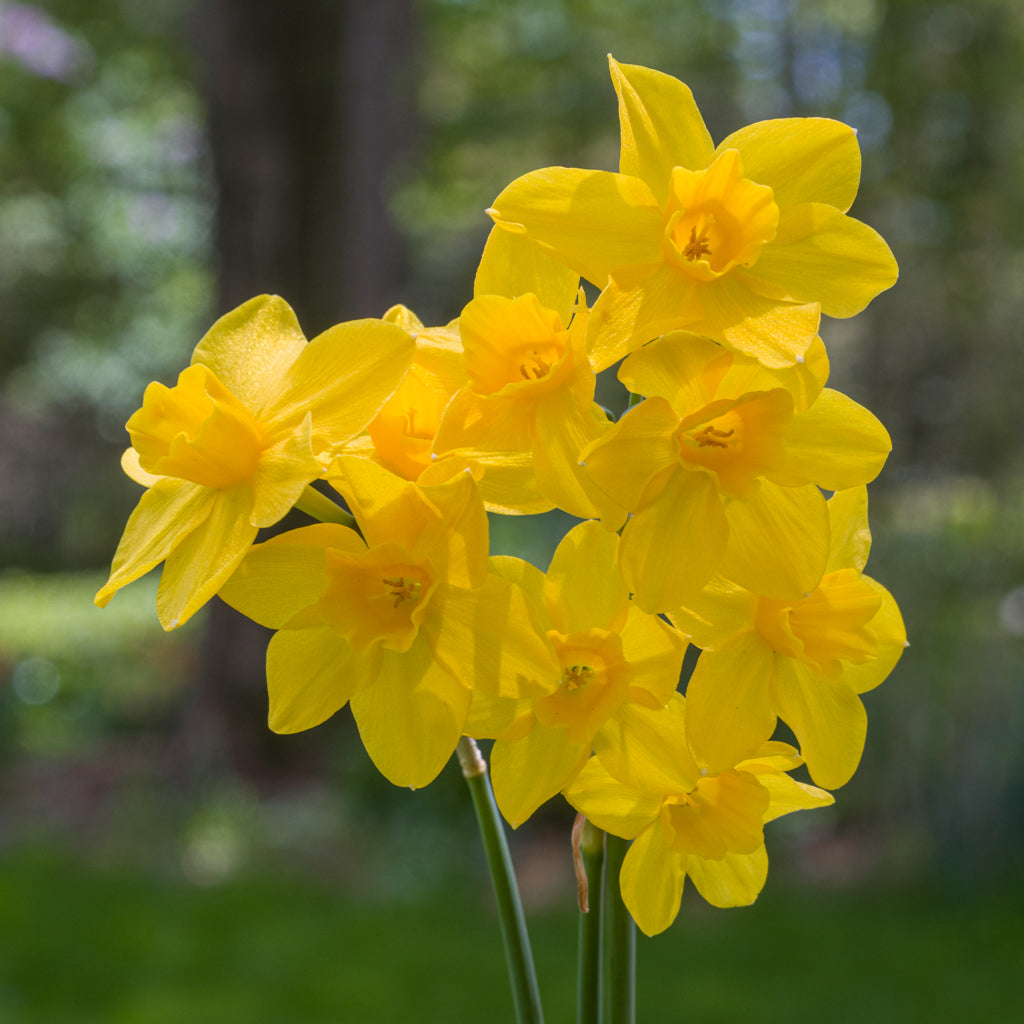 Scented Cottage Daffodil Collection